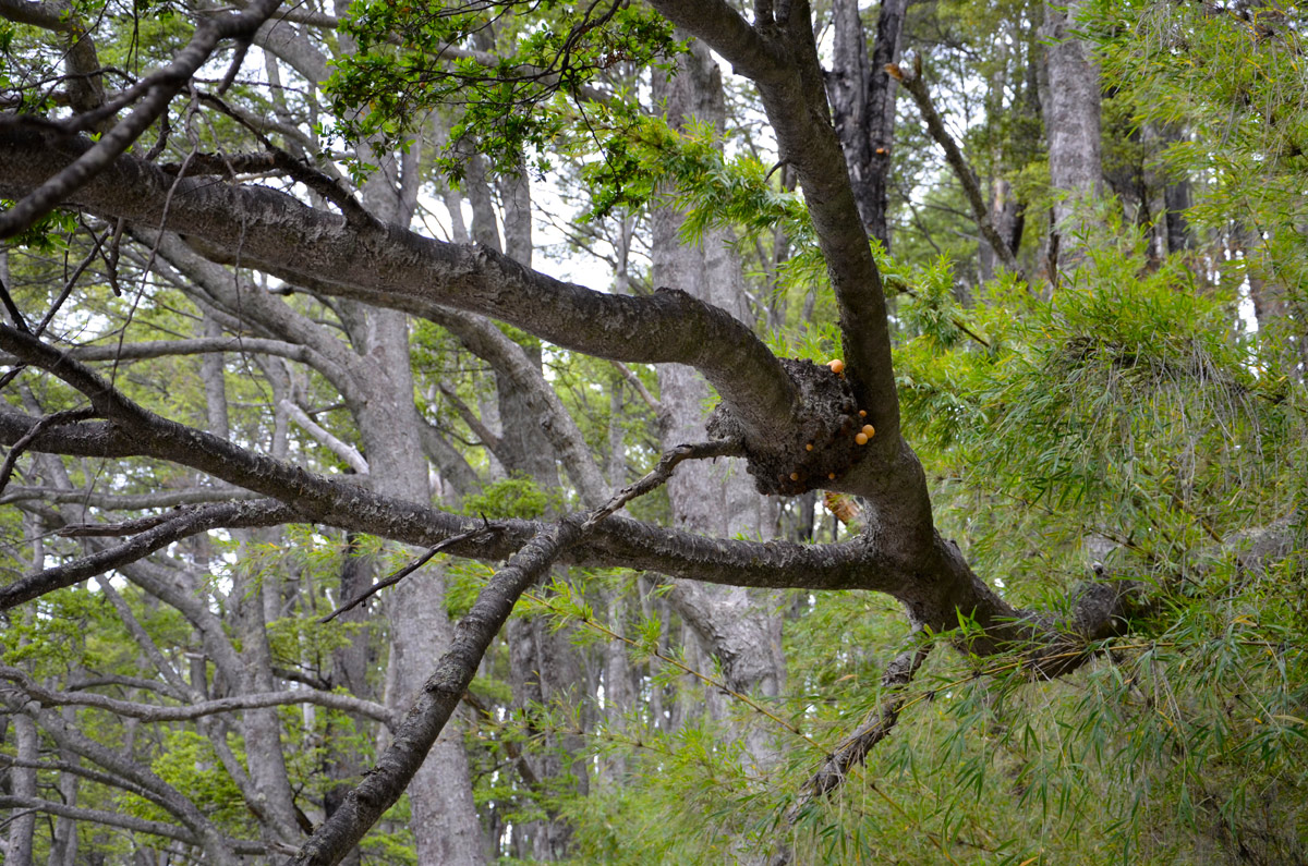 Villa la Angostura 2015 - Viejo Coihue - Bahia última esperanza