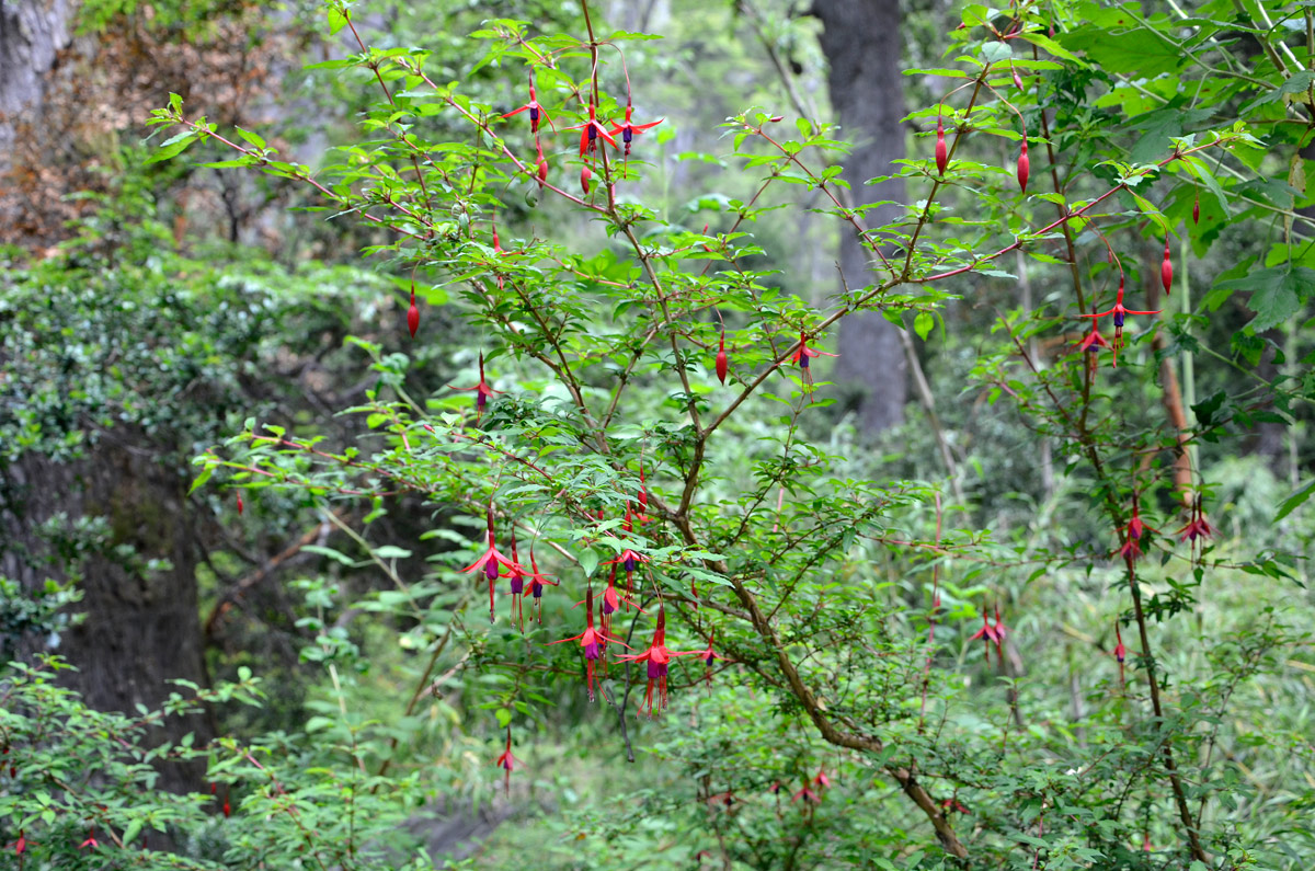 Villa la Angostura 2015 - Viejo Coihue - Bahia última esperanza