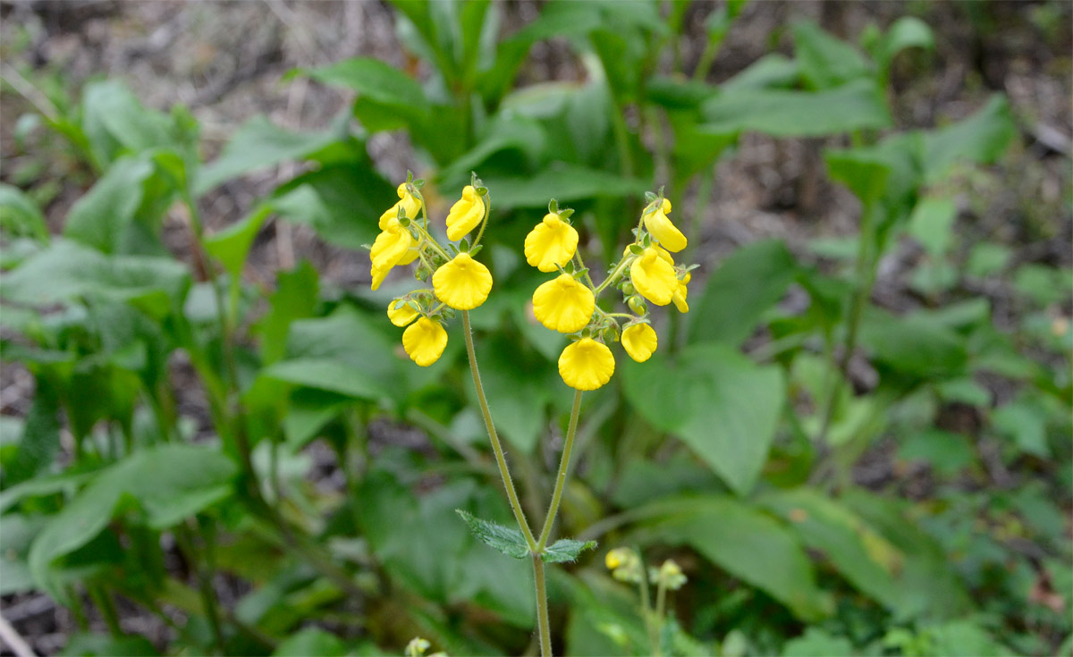 Villa la Angostura 2015 - Viejo Coihue - Bahia última esperanza