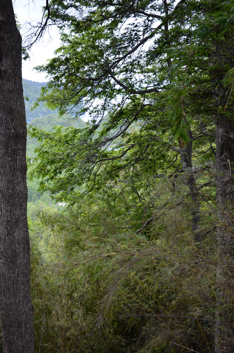 Villa la Angostura 2015 - Viejo Coihue - Bahia última esperanza