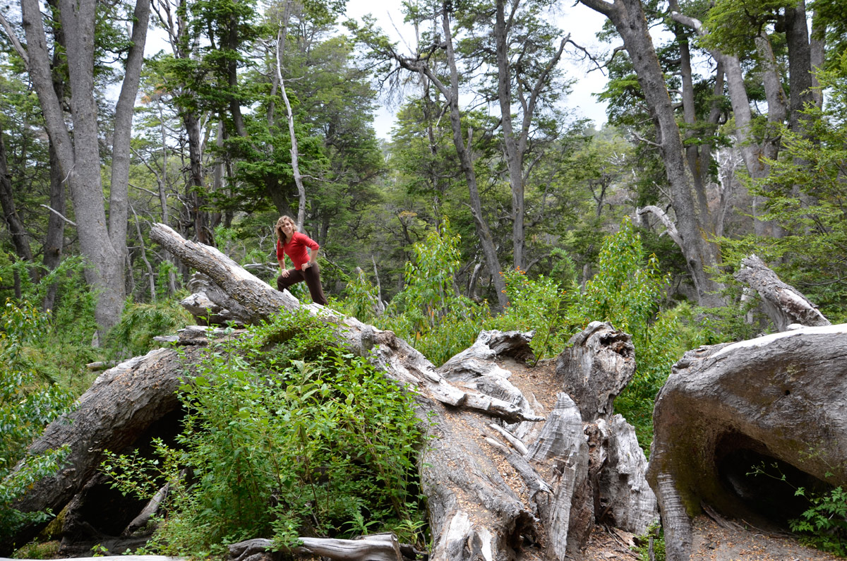 Villa la Angostura 2015 - Viejo Coihue - Bahia última esperanza