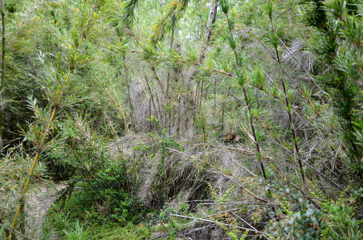 Villa la Angostura 2015 - Viejo Coihue - Bahia última esperanza