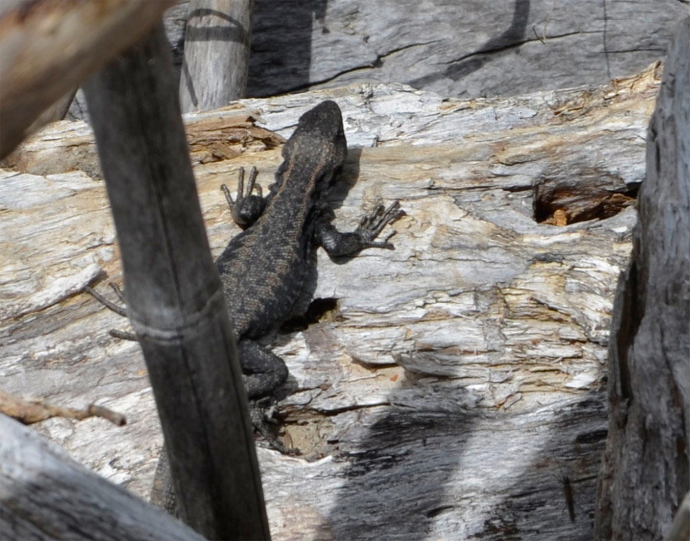 Villa la Angostura 2015 - Cascada ivinko