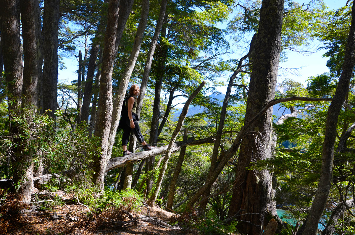 Villa la Angostura 2015 - Península de Quetrihué - Bosque de Arrayanes