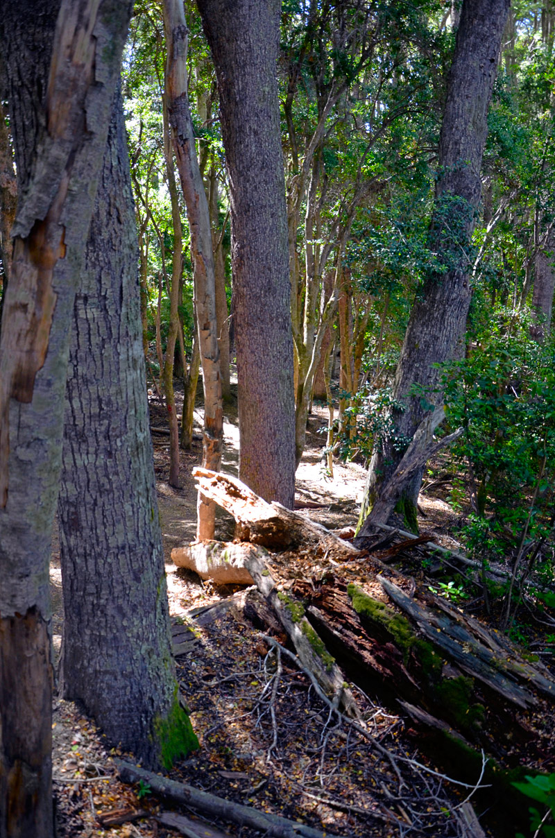 Villa la Angostura 2015 - Península de Quetrihué - Bosque de Arrayanes
