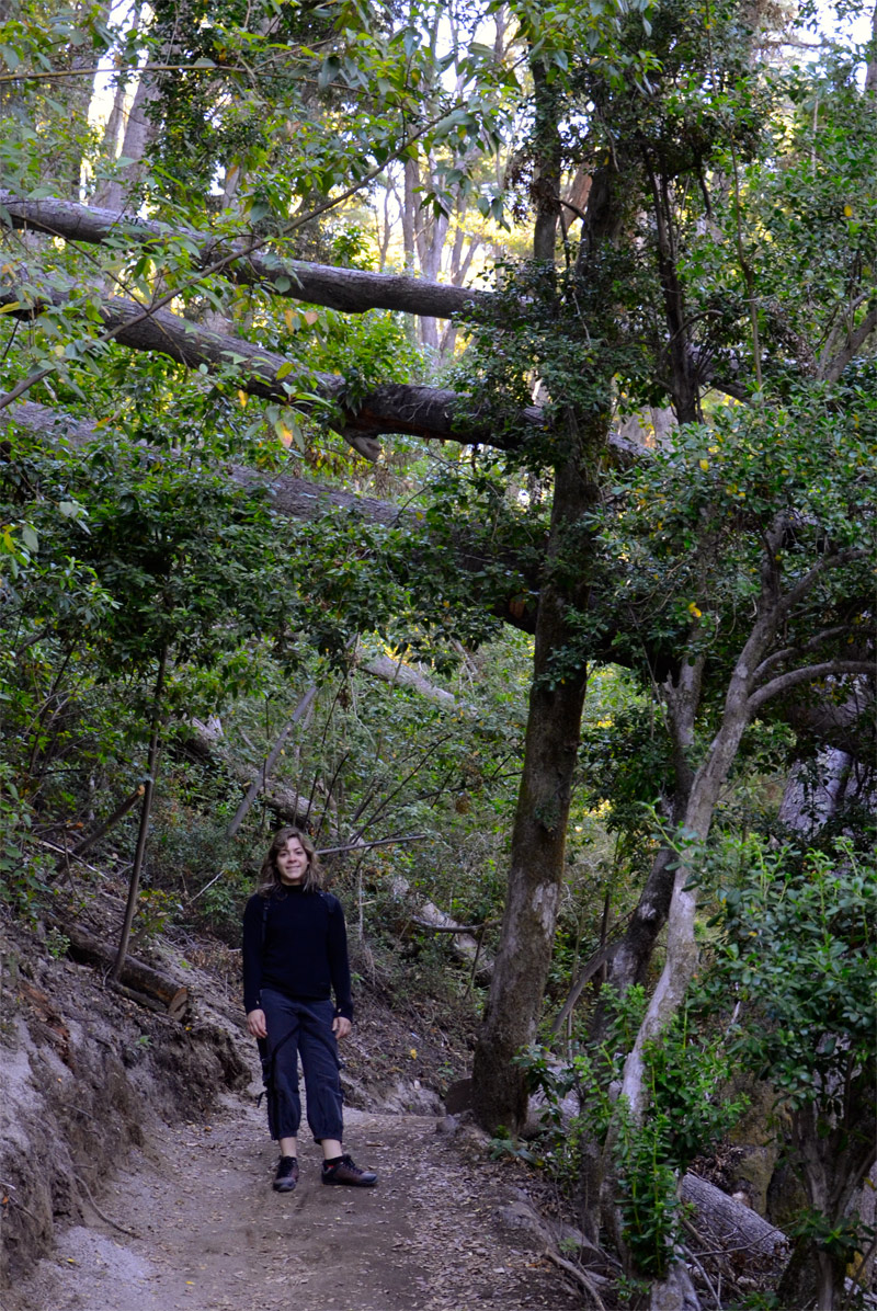 Villa la Angostura 2015 - Peninsula de Quetrihué - Bosque de Arrayanes