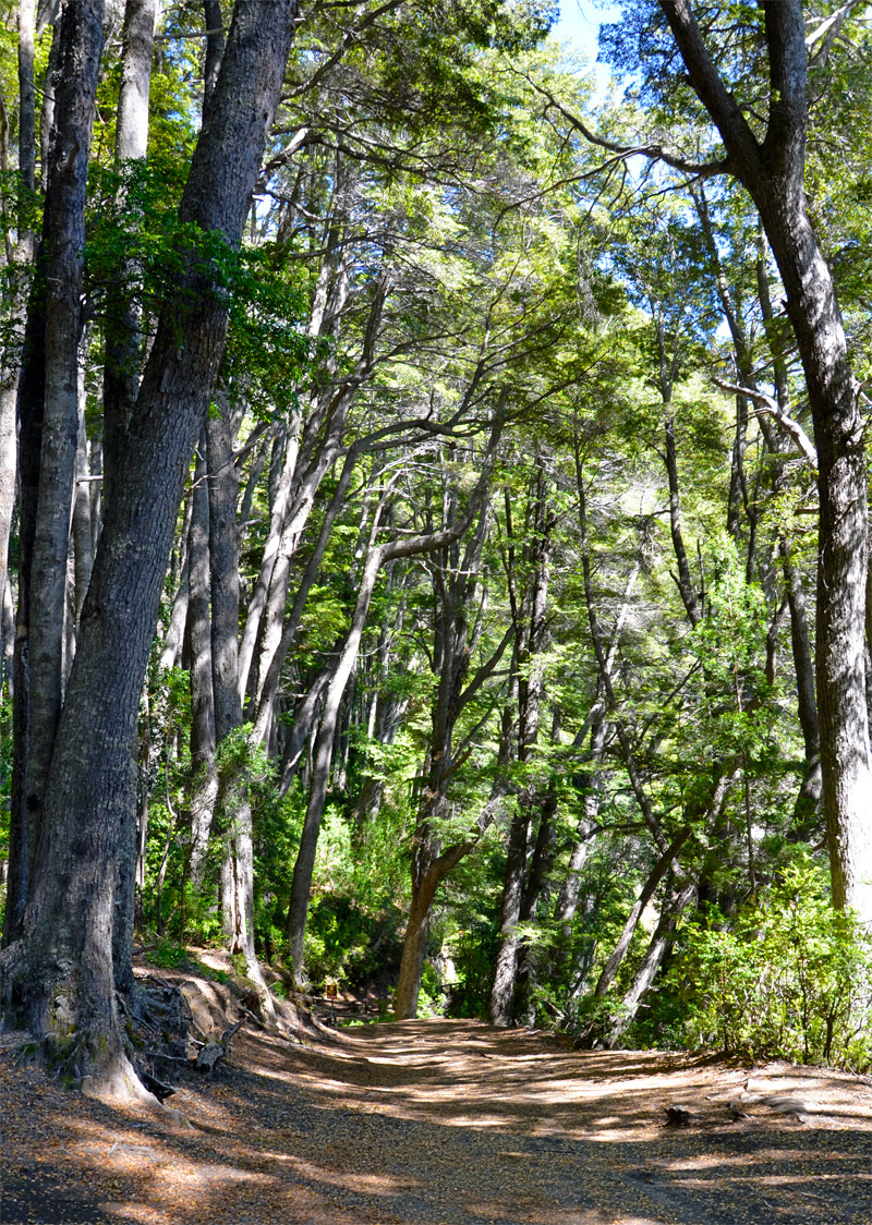Villa la Angostura 2015 - Península de Quetrihué - Bosque de Arrayanes
