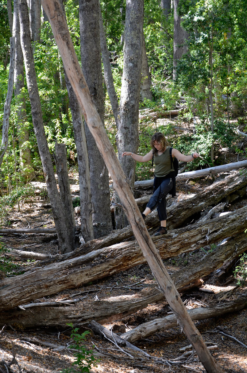 Villa la Angostura 2015 - Península de Quetrihué - Bosque de Arrayanes