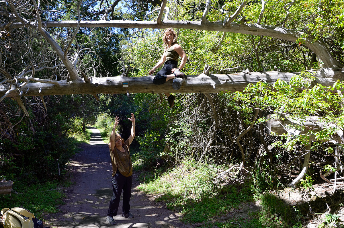 Villa la Angostura 2015 - Península de Quetrihué - Bosque de Arrayanes