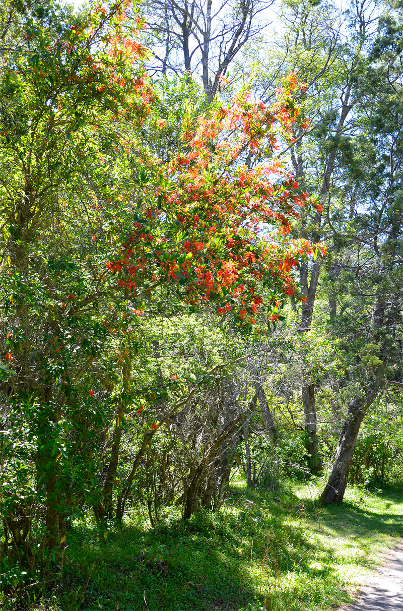 Villa la Angostura 2015 - Península de Quetrihué - Bosque de Arrayanes