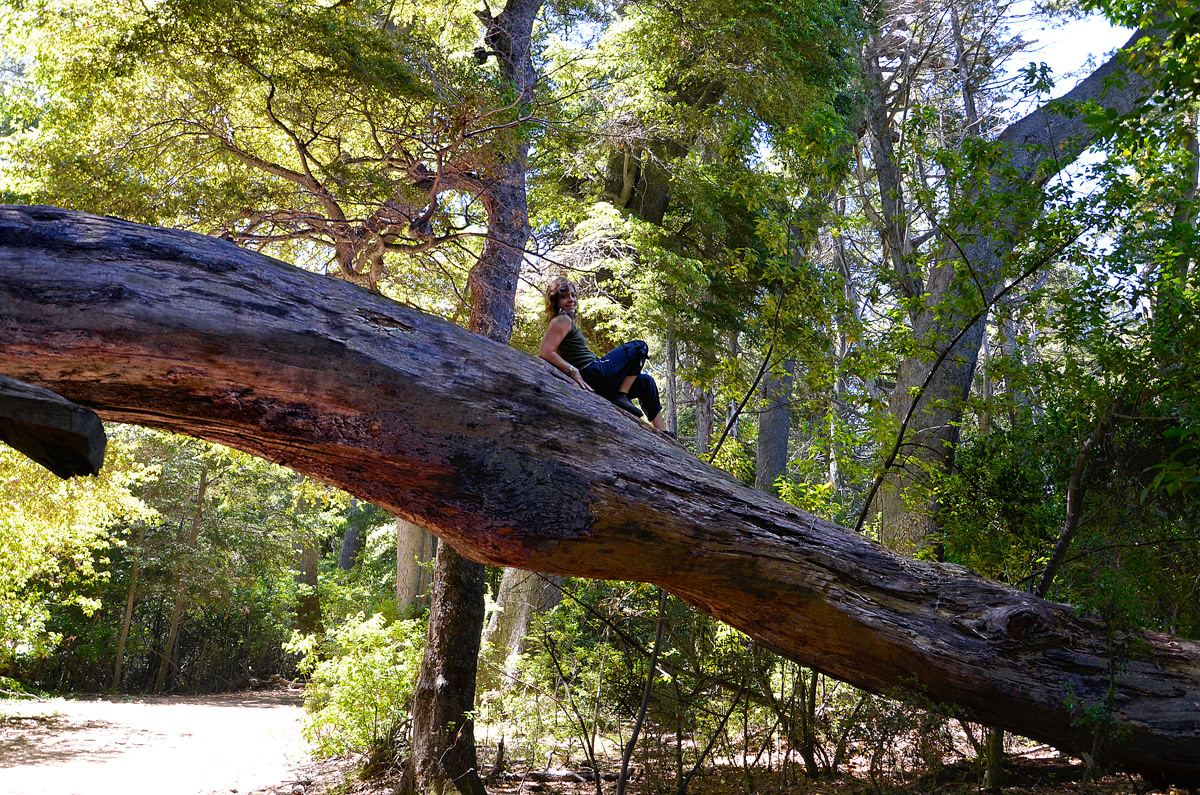 Villa la Angostura 2015 - Península de Quetrihué - Bosque de Arrayanes