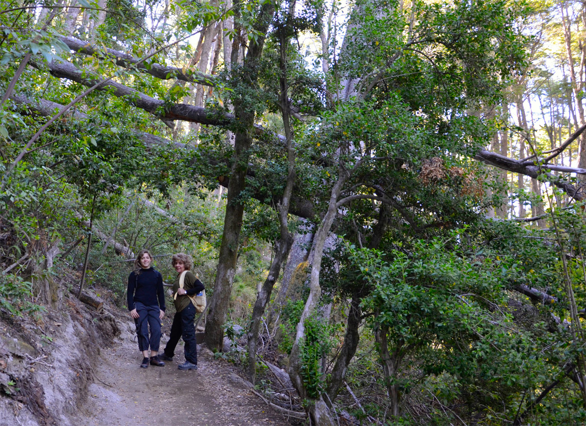 Villa la Angostura 2015 - Peninsula de Quetrihué - Bosque de Arrayanes