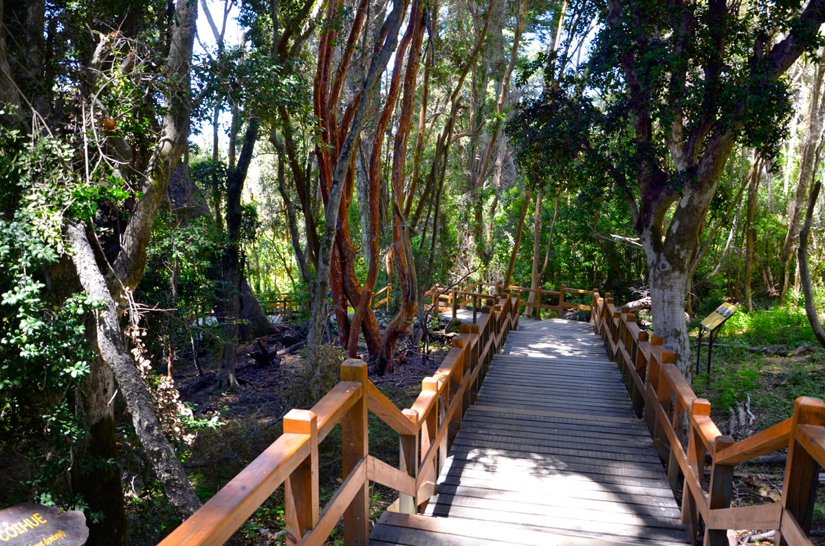 Villa la Angostura 2015 - Península de Quetrihué - Bosque de Arrayanes