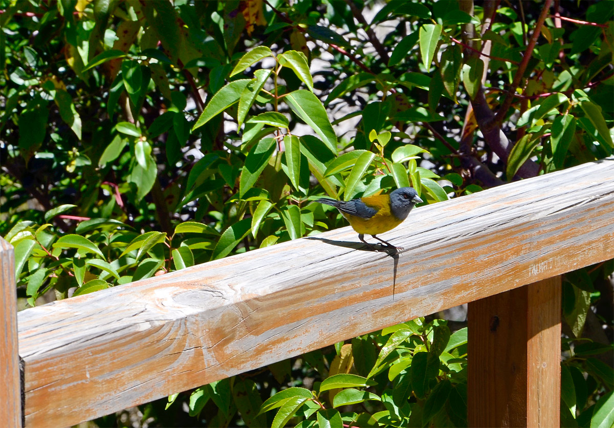 Villa la Angostura 2015 - Península de Quetrihué - Bosque de Arrayanes