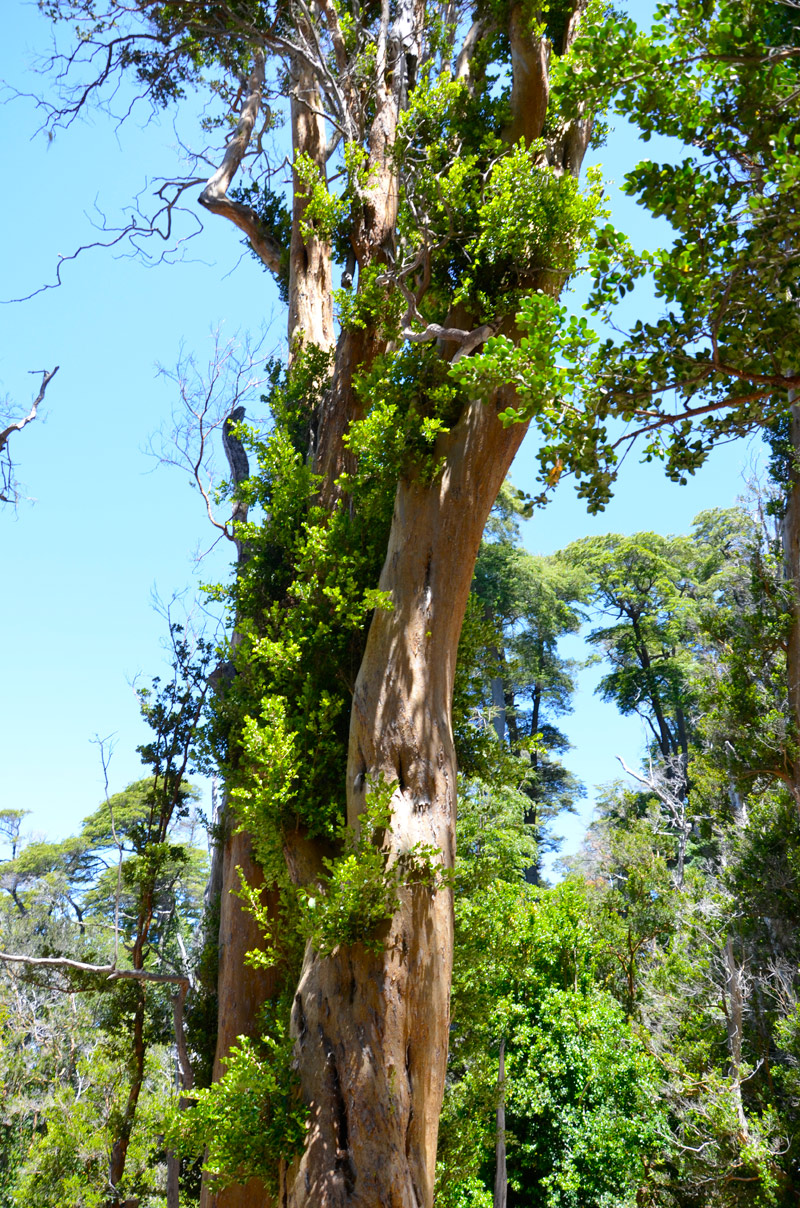 Villa la Angostura 2015 - Península de Quetrihué - Bosque de Arrayanes