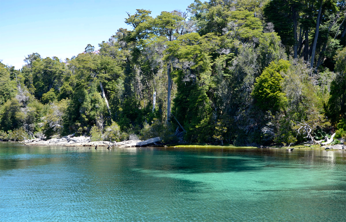 Villa la Angostura 2015 - Península de Quetrihué - Bosque de Arrayanes