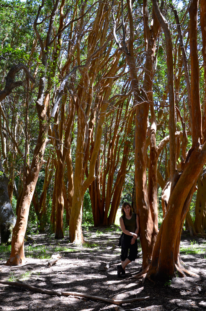 Villa la Angostura 2015 - Península de Quetrihué - Bosque de Arrayanes
