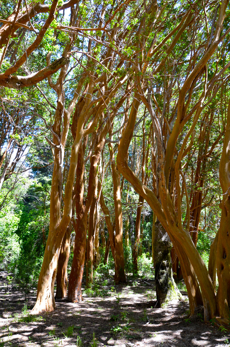 Villa la Angostura 2015 - Península de Quetrihué - Bosque de Arrayanes