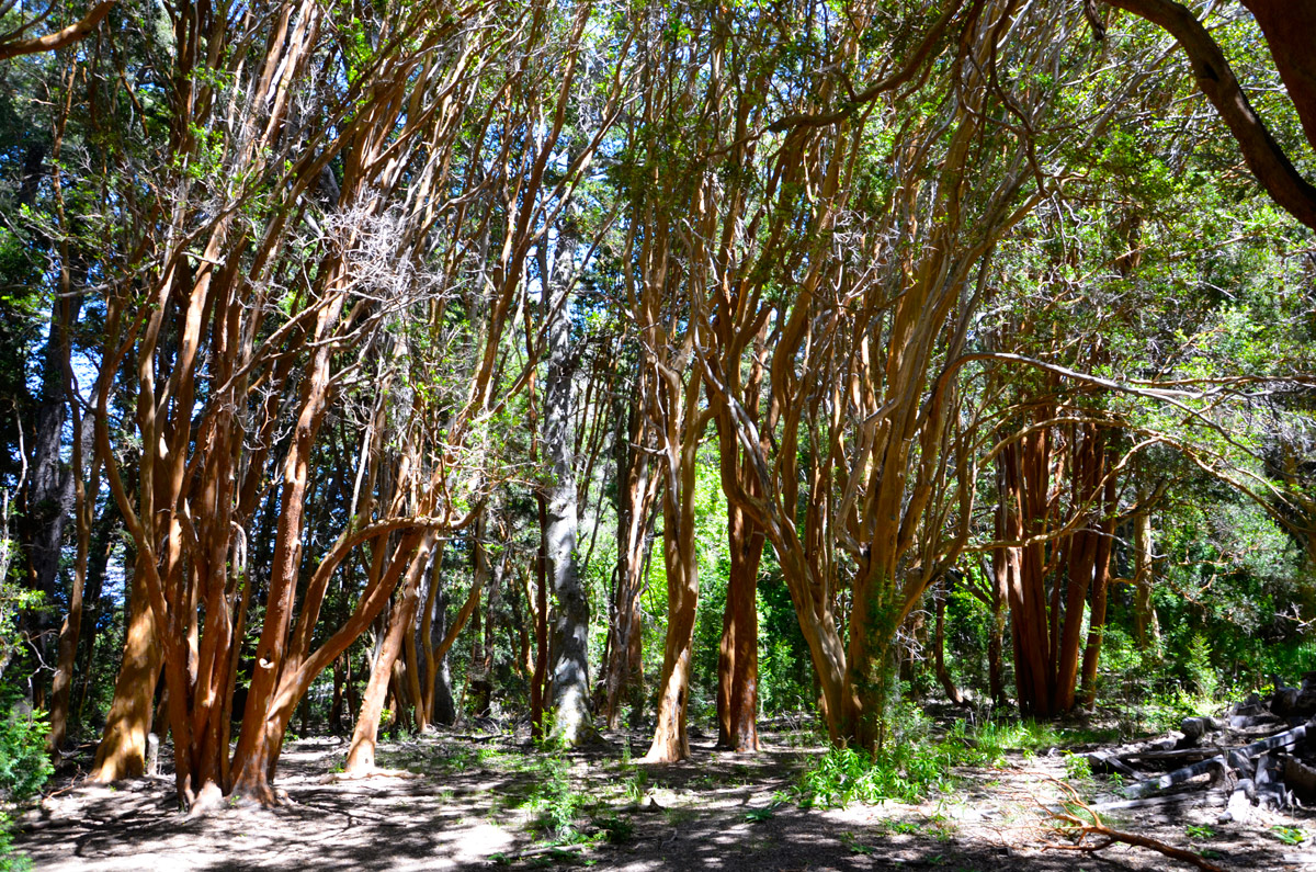 Villa la Angostura 2015 - Península de Quetrihué - Bosque de Arrayanes