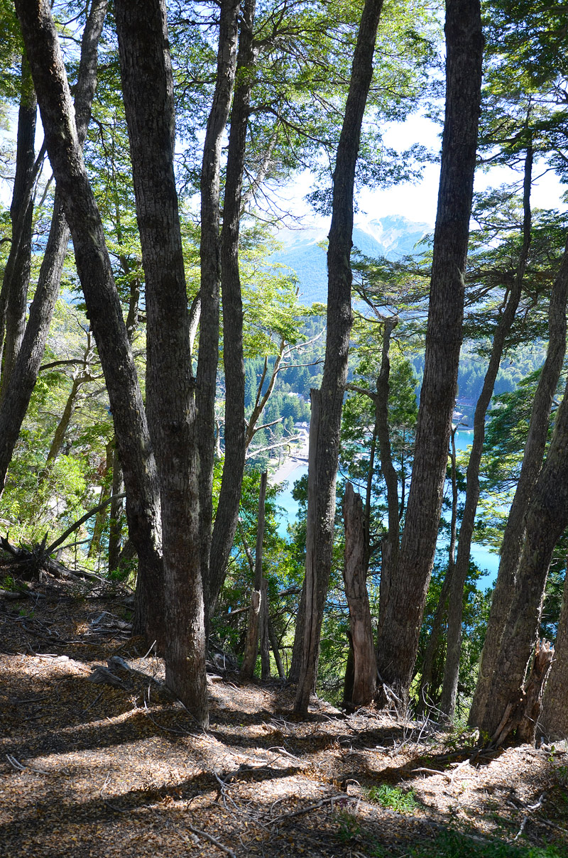 Villa la Angostura 2015 - Peninsula de Quetrihué - Bosque de Arrayanes