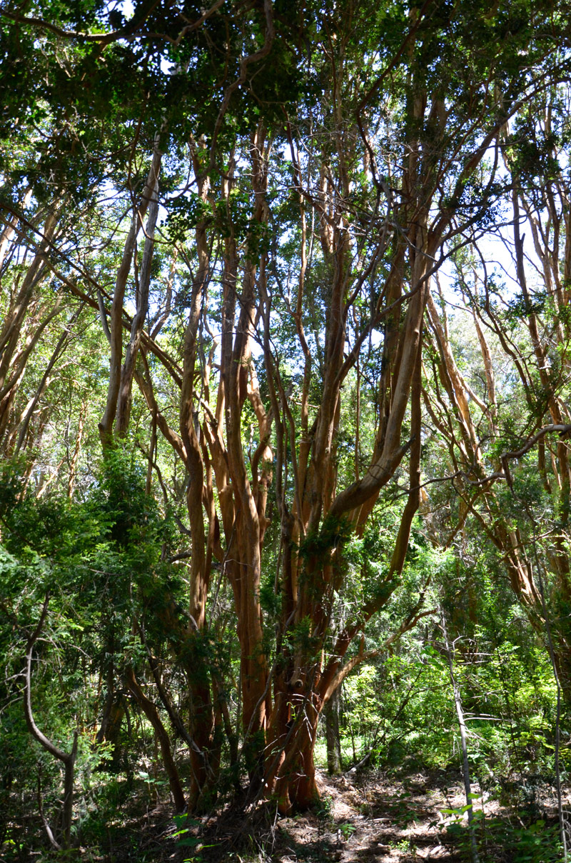 Villa la Angostura 2015 - Península de Quetrihué - Bosque de Arrayanes