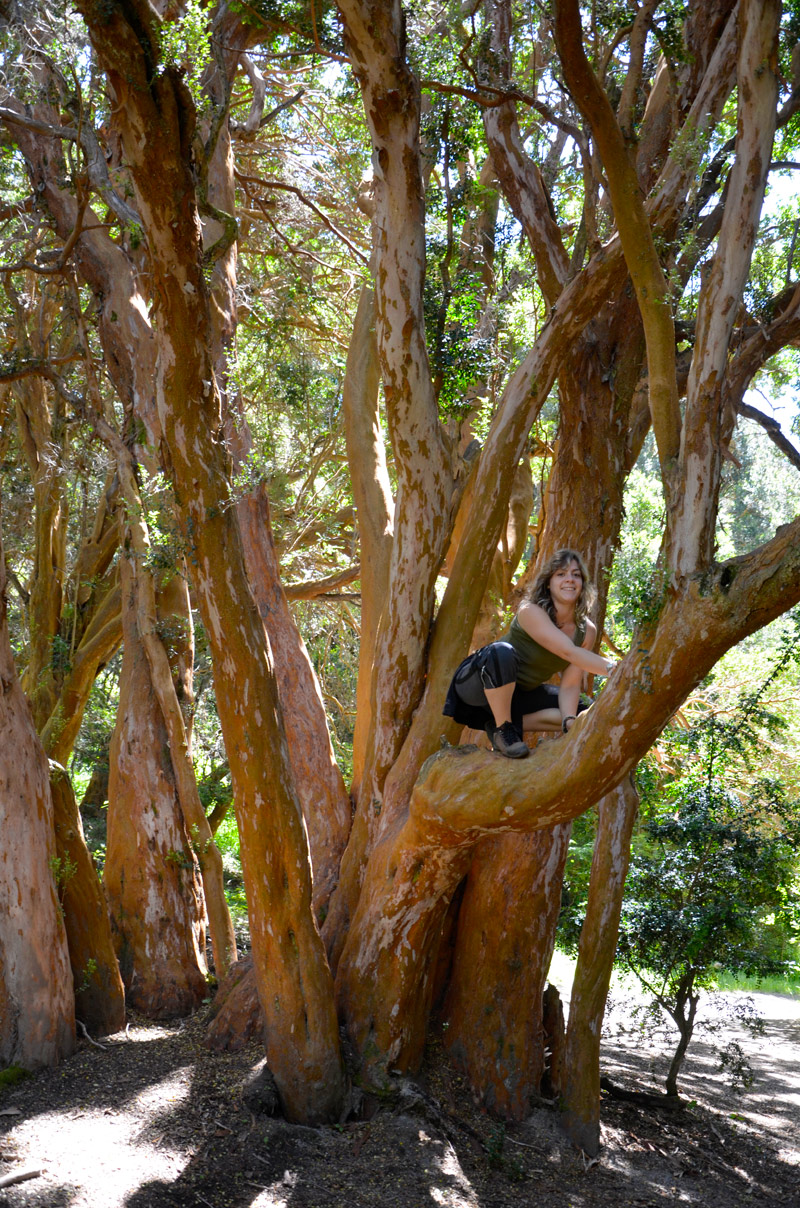 Villa la Angostura 2015 - Península de Quetrihué - Bosque de Arrayanes