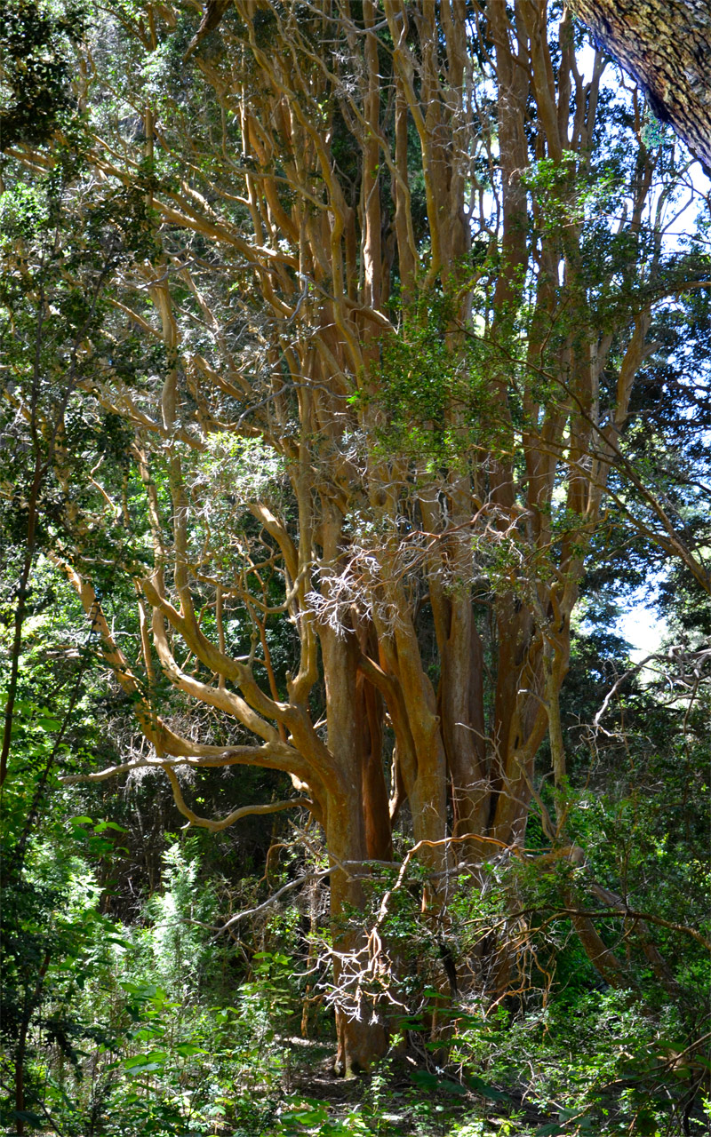 Villa la Angostura 2015 - Península de Quetrihué - Bosque de Arrayanes