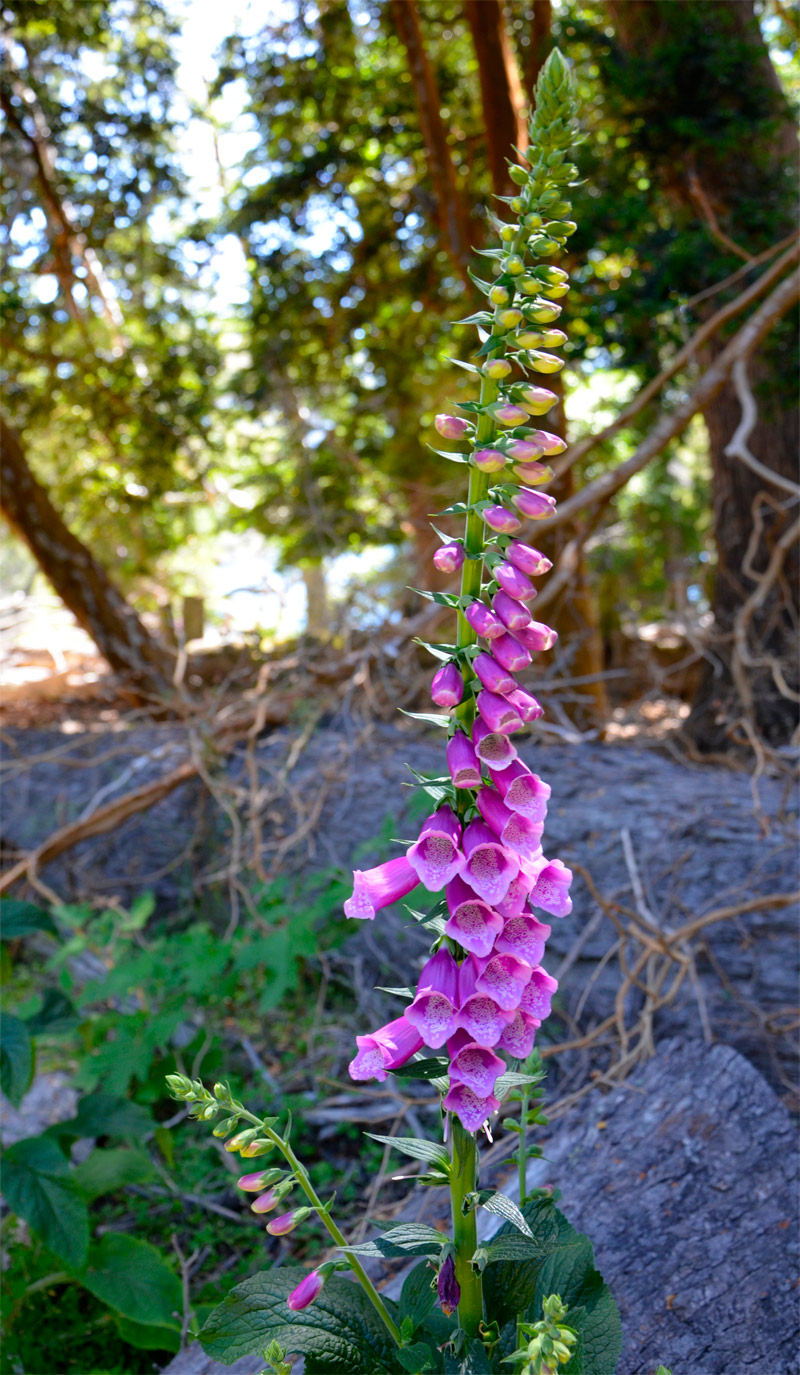 Villa la Angostura 2015 - Península de Quetrihué - Bosque de Arrayanes
