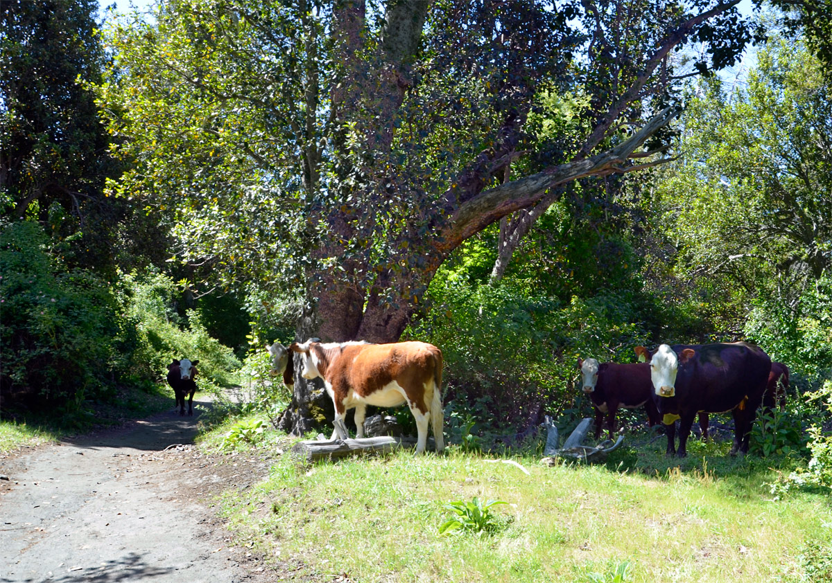 Villa la Angostura 2015 - Peninsula Quetrihué - Bosque Arrayanes