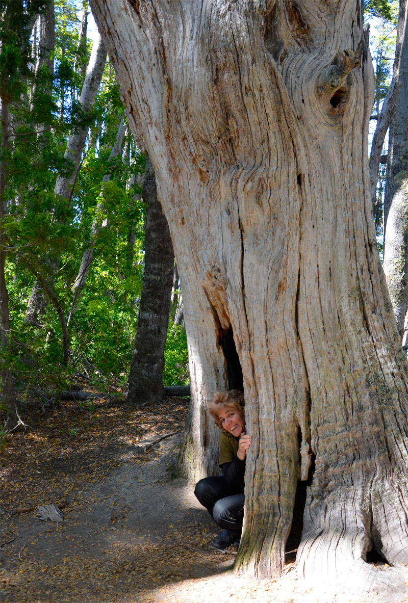 Villa la Angostura 2015 - Peninsula de Quetrihué - Bosque de Arrayanes