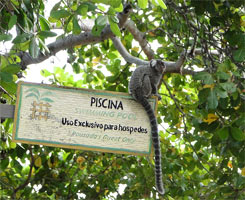 Baha - Litoral Norte - Itacimirim - Pousada Lagoa Clara