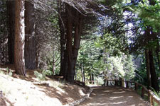 Bariloche - Bosque de Arrayanes e Isla Victoria