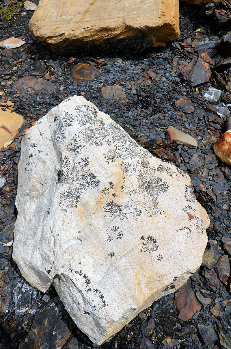 Estancia Cristina - Cañadon de los fósiles - Calafate