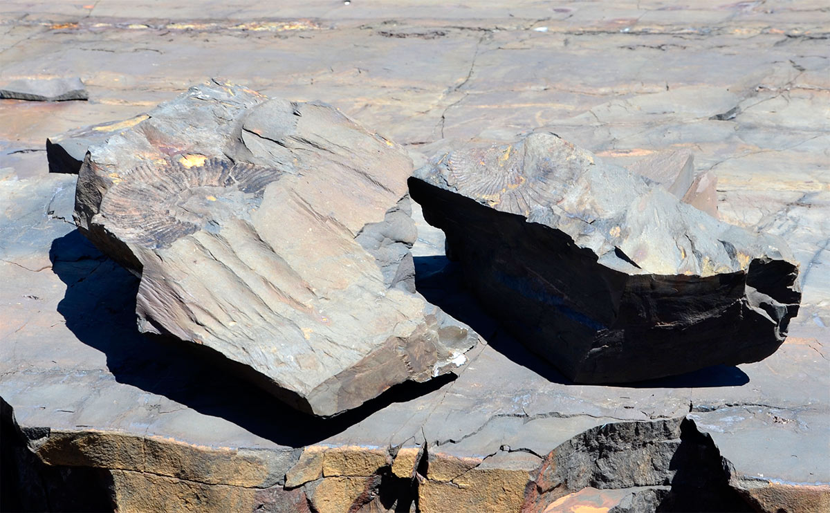 Estancia Cristina - Cañadon de los fósiles - Calafate