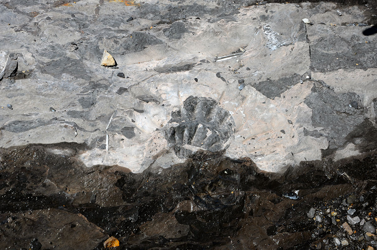 Estancia Cristina - Cañadon de los fósiles - Calafate