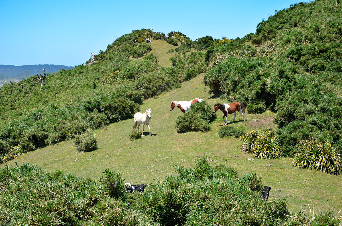 Chiloé 2016 - Muelle de las almas