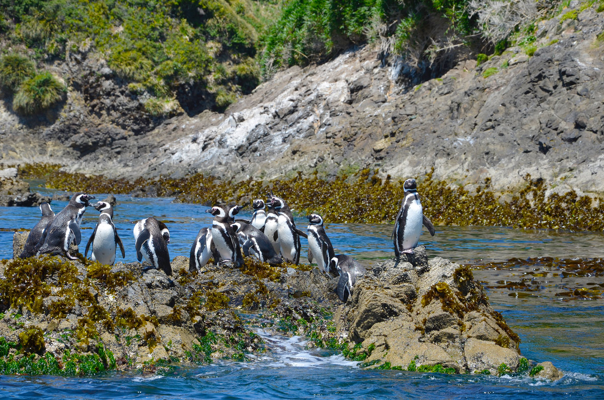 Chiloé 2016 - Punta de Punihuil - Pinguineras
