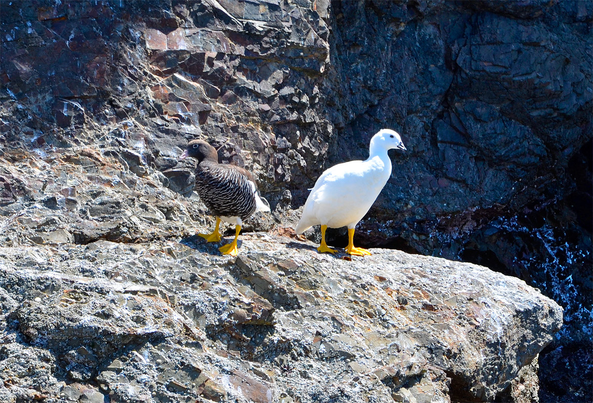 Chiloé 2016 - Punta de Punihuil - Pinguineras
