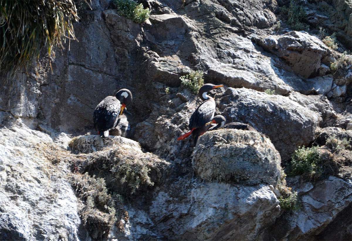 Chiloé 2016 - Punta de Punihuil - Pinguineras