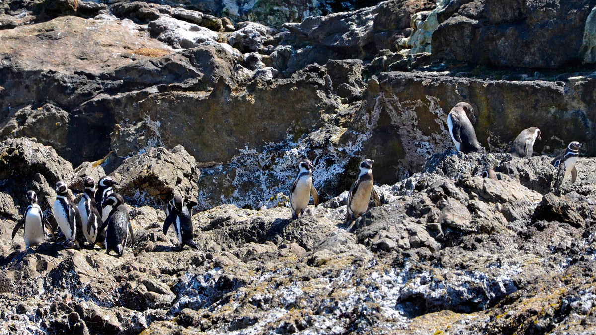Chiloé 2016 - Punta de Punihuil - Pinguineras