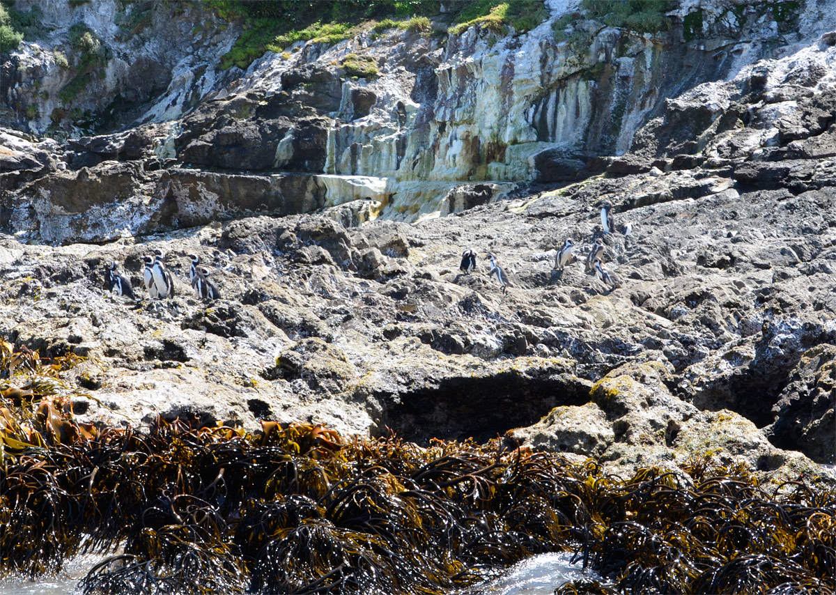 Chiloé 2016 - Punta de Punihuil - Pinguineras