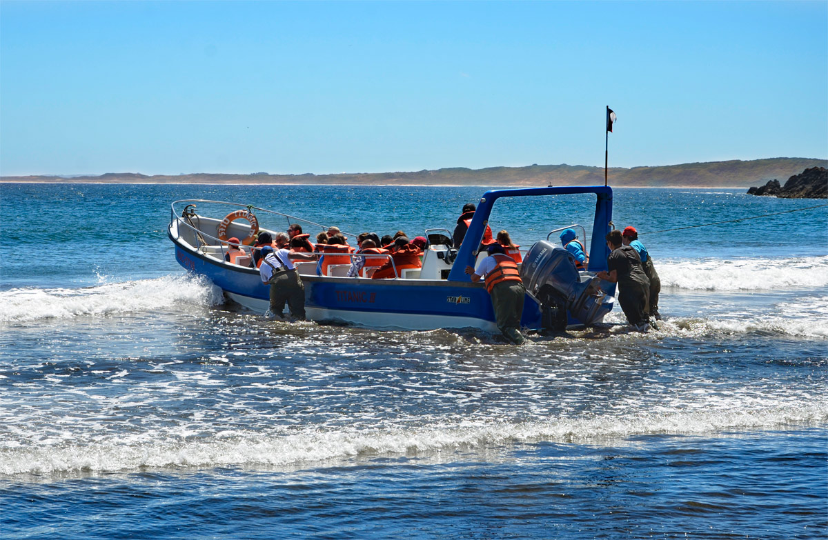 Chiloé 2016 - Punta de Punihuil - Pinguineras