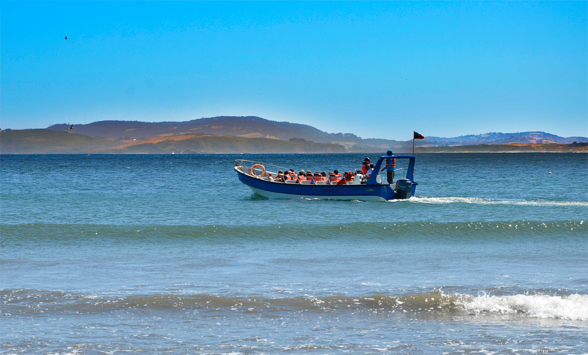 Chiloé 2016 - Punta de Punihuil - Pinguineras