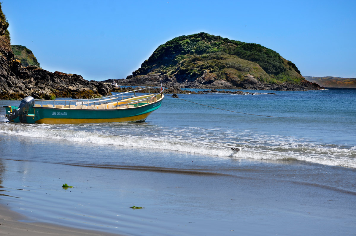 Chiloé 2016 - Punta de Punihuil - Pinguineras