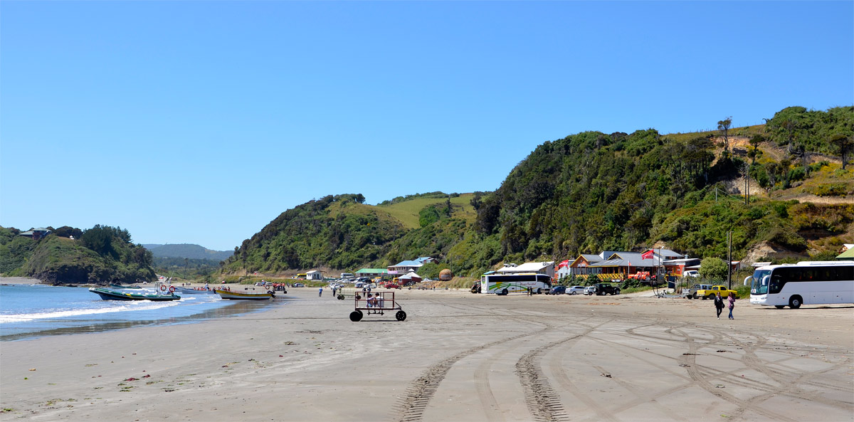 Chiloé 2016 - Punta de Punihuil - Pinguineras