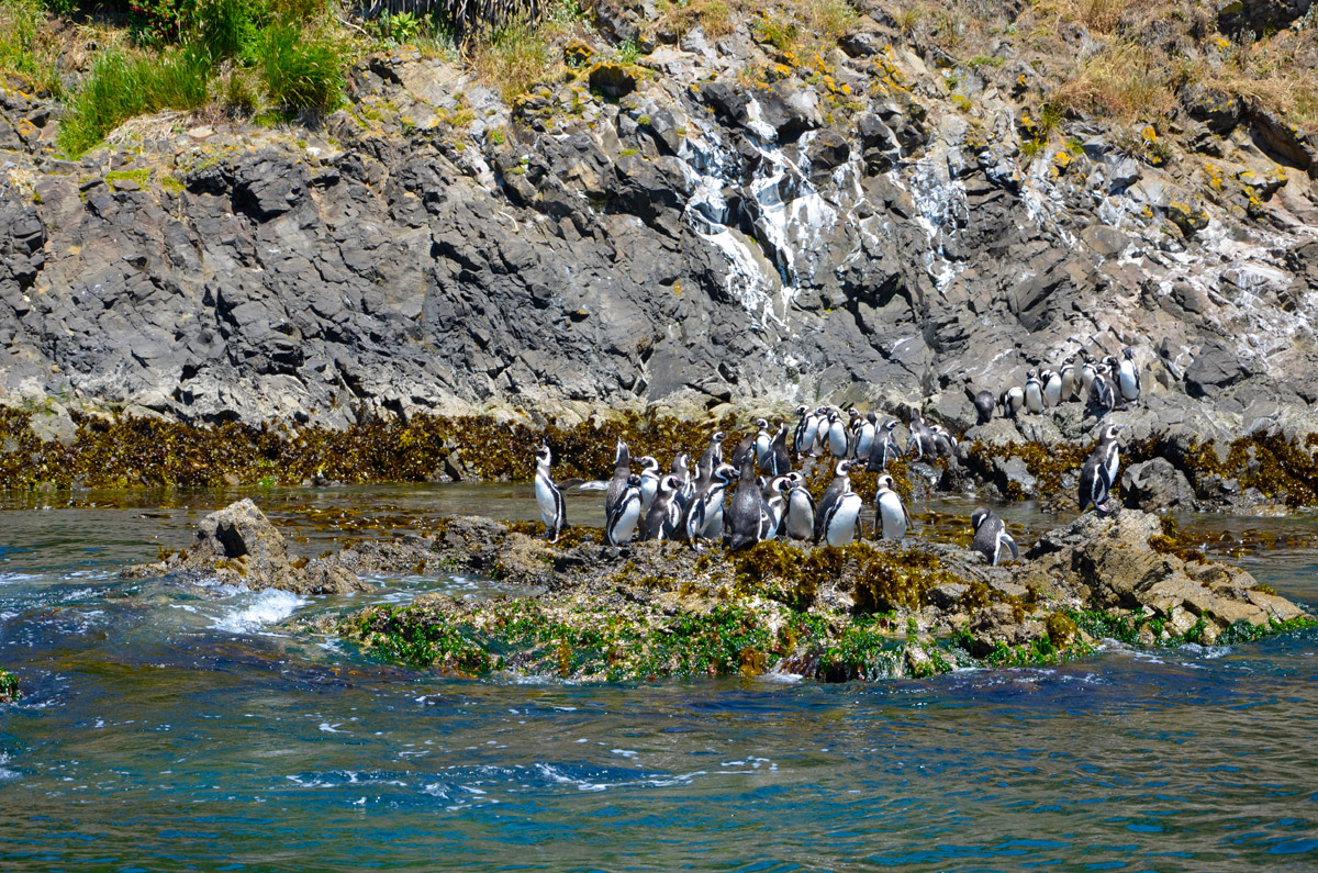 Chiloé 2016 - Punta de Punihuil - Pinguineras