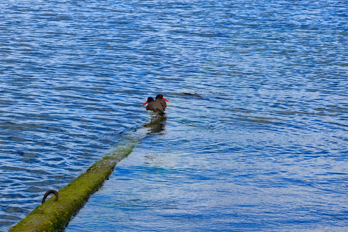 Chiloé 2016 - Quinchao