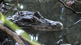 Laguna Big Pond, San Andrs