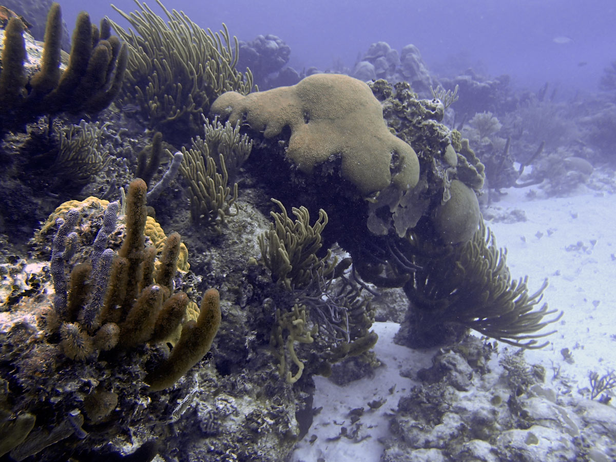 Cayo Largo, Cuba - Buceo