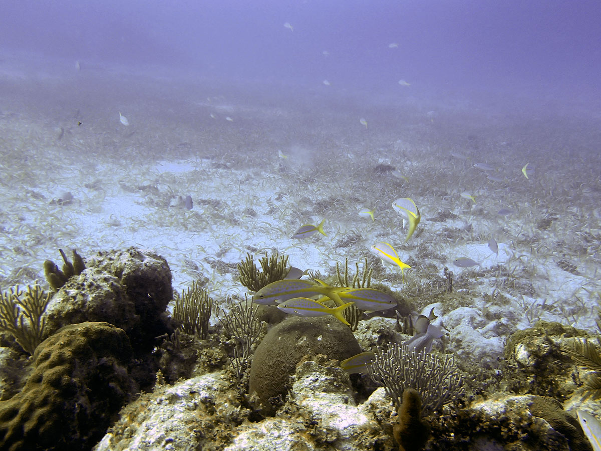 Cayo Largo, Cuba - Buceo